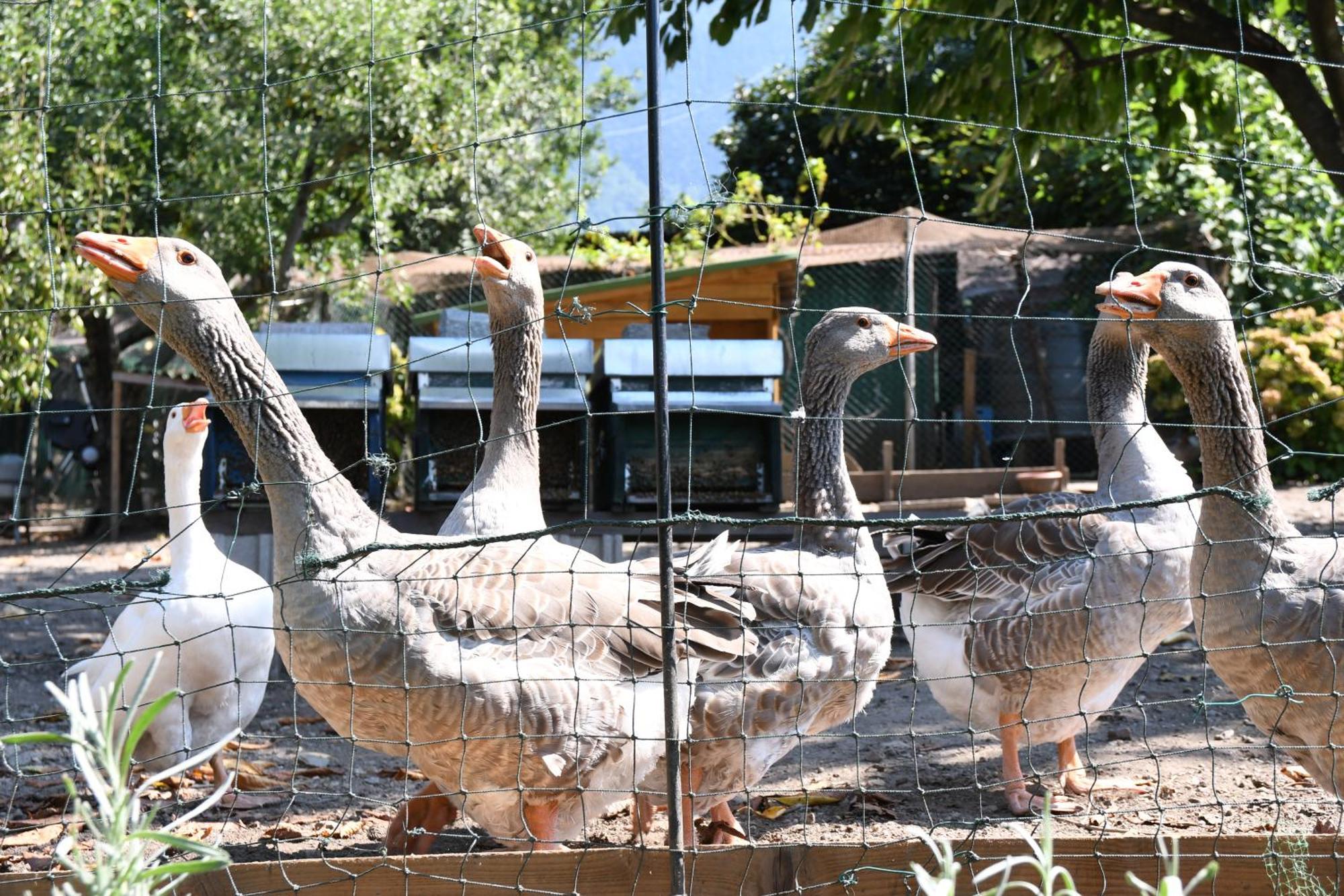 Apartmán Il Giardino Dei Ciliegi Colico Exteriér fotografie