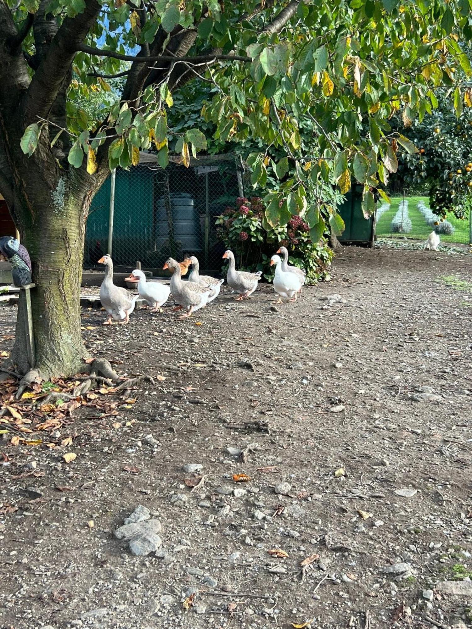 Apartmán Il Giardino Dei Ciliegi Colico Exteriér fotografie