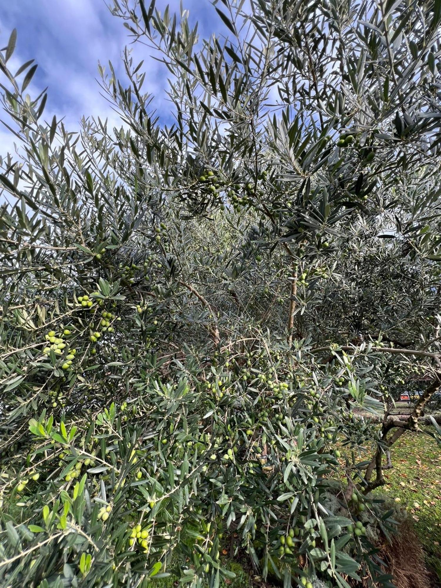Apartmán Il Giardino Dei Ciliegi Colico Exteriér fotografie