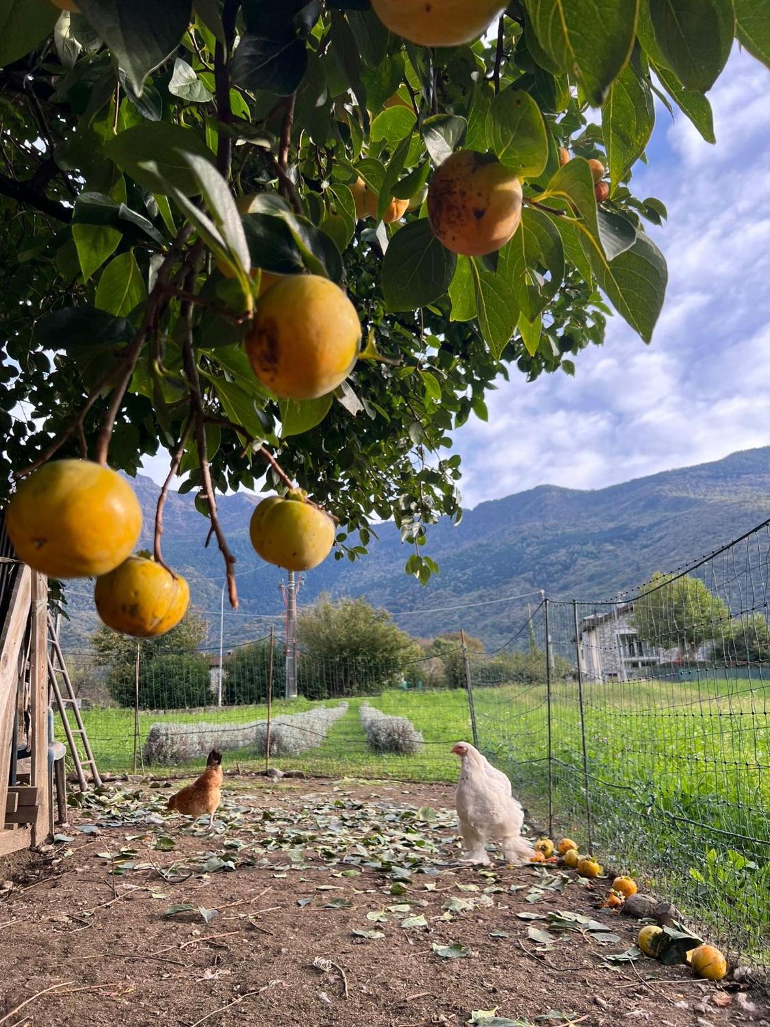 Apartmán Il Giardino Dei Ciliegi Colico Exteriér fotografie