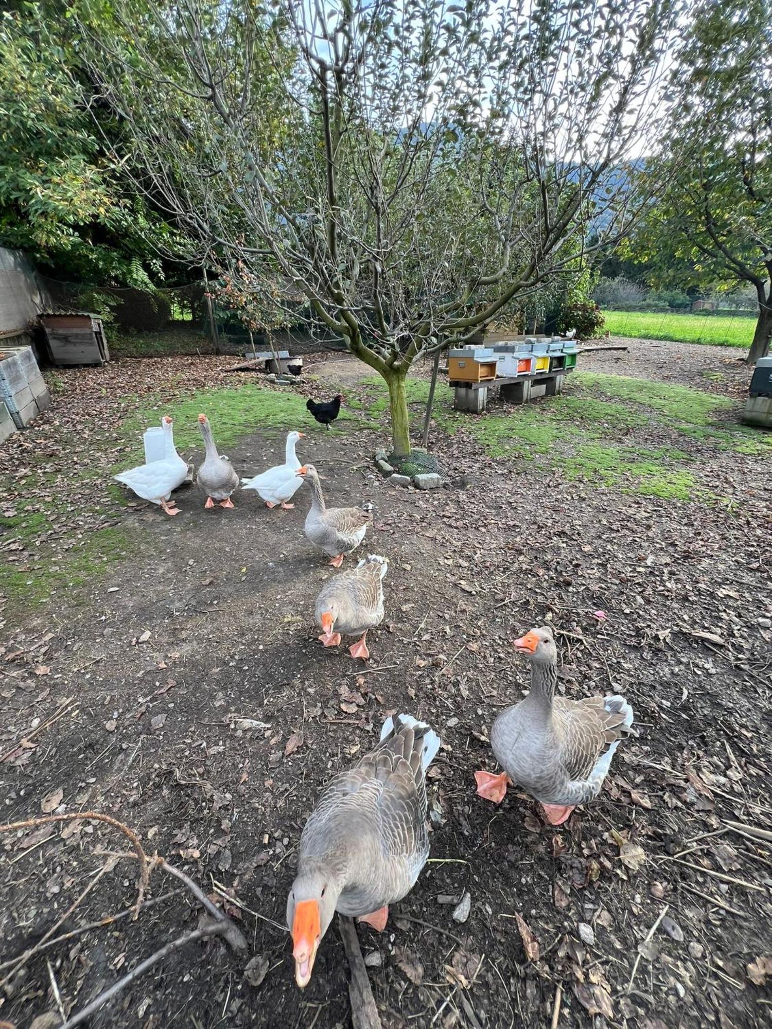 Apartmán Il Giardino Dei Ciliegi Colico Exteriér fotografie